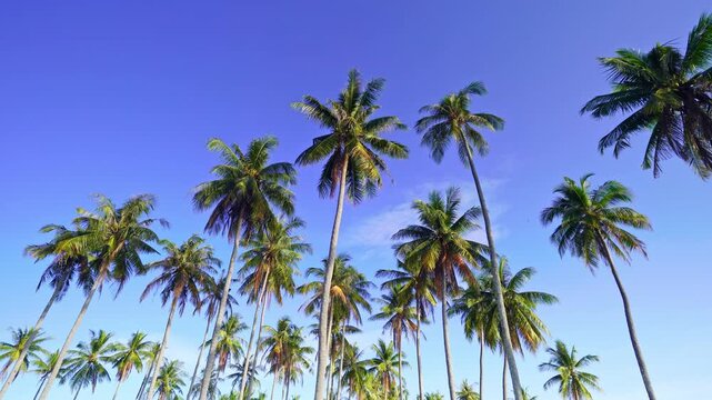 Amazing view shoot of palm trees with coconuts in the tropical Good weather day in the phuket island