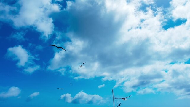 Magnificent frigate birds soaring over the coast of Curacao captured in stunning slow motion with the DJI pocket 4. A glimpse of the island's wild beauty from a unique perspective.
