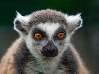 Obraz premium Close-up portrait of cute ring-tailed lemur looking directly