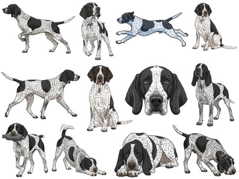 Braque d&rsquo;Auvergne (Auvergne Pointer) dog 12 profile poses collection