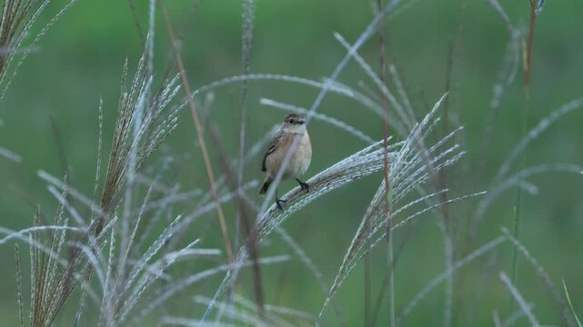 Female Stonechat Perched on Silver Grass with Autumn Insect Sounds: Round Silhouette in Field (4K with Audio)