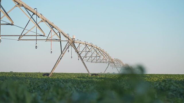 Sprinkler watering field for agriculture plantation. Watering system helps maintain crop health. Agriculture field stays green through regular watering. Sprinkler supports watering of plantation crop