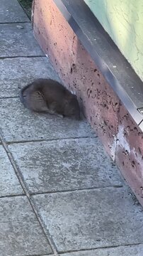 Large grey rat sitting near a house wall on city pavement
