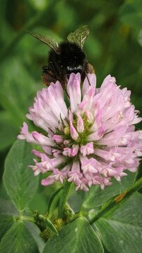 bumblebee on pink flower
