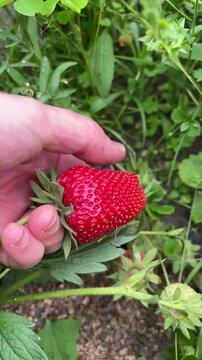 Close-up of hand picking a large ripe strawberry from the bush