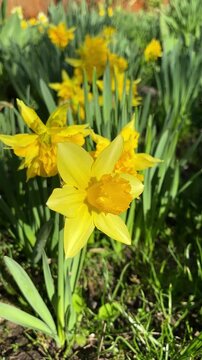 Close-up of bright yellow daffodil flowers blooming in spring garden