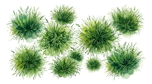 grass