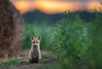 Naklejka premium Cute young red fox ( Vulpes vulpes )