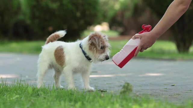 Female hand shows portable dog water bottle to Jack Russell terrier in park. Curious pet sniffs unfamiliar drinker with cautious reaction during summer walk.