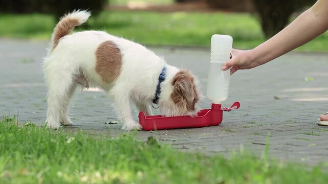 Jack Russell terrier drinks water from portable dog bottle in sunny park. Female hand holds travel drinker while thirsty pet hydrates during hot summer walk.