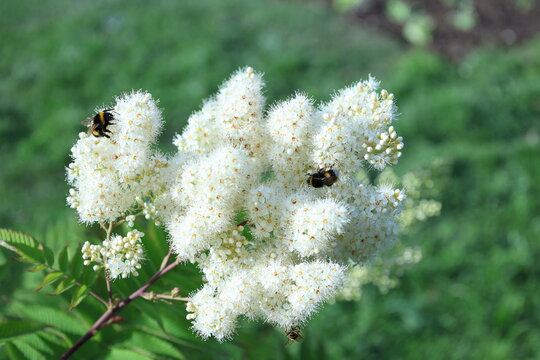 Spir&eacute;e blanche en floraison avec insectes pollinisateurs