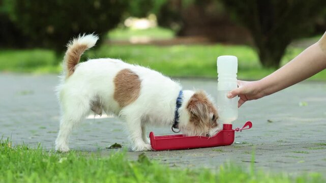 Jack Russell terrier drinks water from portable dog bottle in sunny park. Female hand holds travel drinker while thirsty pet hydrates during hot summer walk.