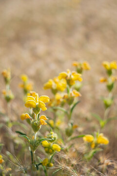 A macro selective focus shot of vibrant yellow wild linaria flowers blooming in a sunny field during springtime with a warm cream bokeh background