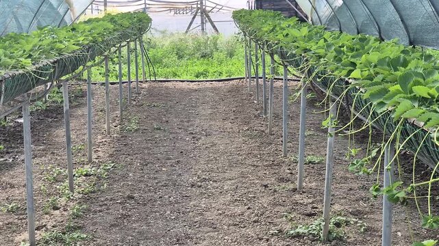 Strawberry greenhouse cultivation showcasing rows of vibrant green plants growing in elevated gutter systems within an agricultural plastic tunnel