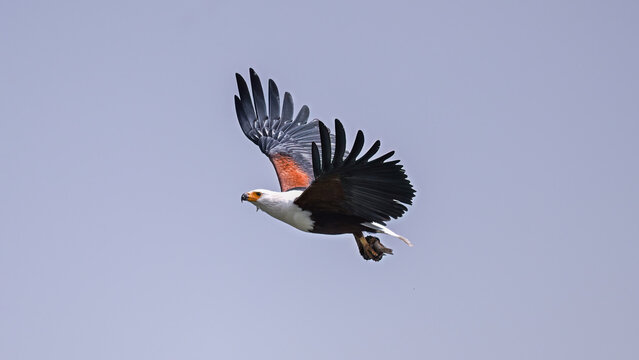 black vulture in flight