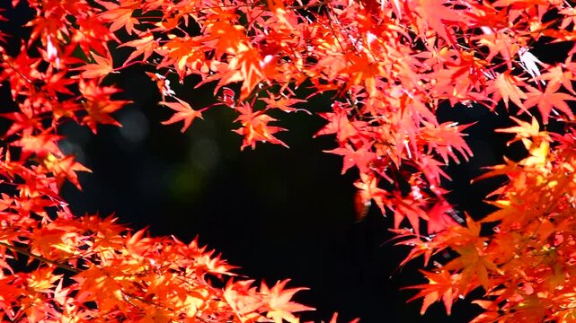 真っ赤な紅葉のアップ