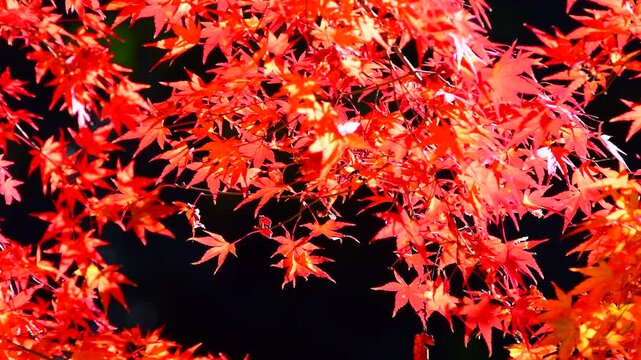 真っ赤な紅葉のアップ