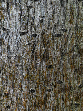 Dramatic Antiaris Toxicaria Bark &ndash; Rugged Tropical Tree Texture