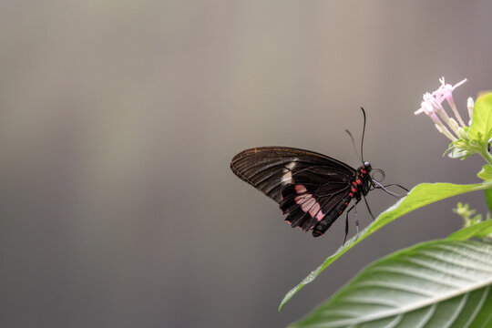 Cattleheart Butterfly on a Leaf