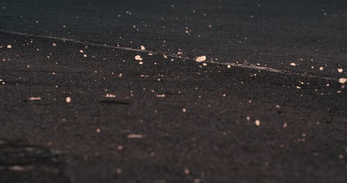 Pieces of white poplar fluff dot a dark asphalt road shot from a low angle in warm, dim evening tones.