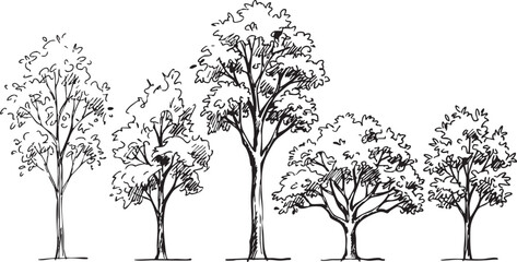 Vector illustration of five trees in a row with varying leafy branches and trunks in a simple line drawing style on white background © Ajoy