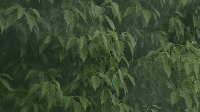 Rainy green leaves swaying in strong wind during rainy season