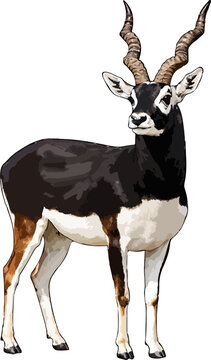 Antilope cervicapra illustration art