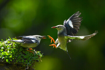 blue tit perched on a branch © Bai