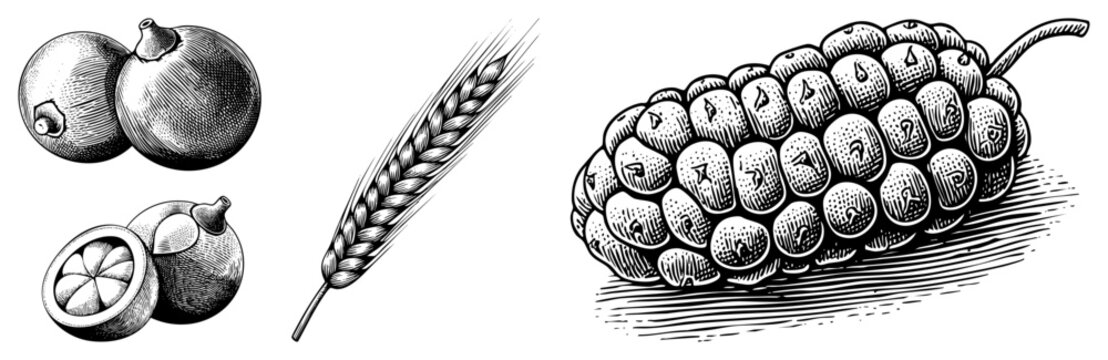 Woodcut illustration of a large jackfruit (nangka) with wheat stalks and small tropical fruits. This botanical etching shows intricate sections and fine hatching.