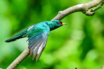 Obraz premium blue bird on a branch