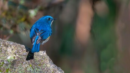 blue tit on a branch © Bai