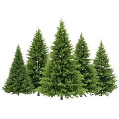 Obraz premium A cluster of green coniferous trees standing together in a row