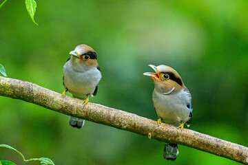blue tit on branch © Bai