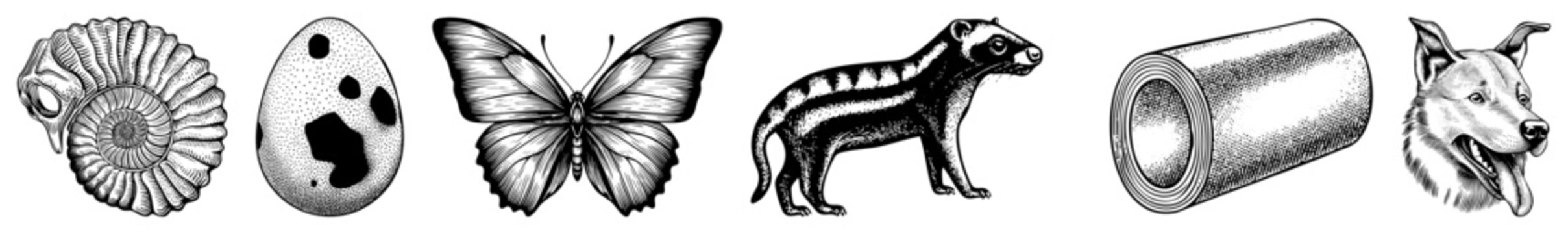 Diverse scientific etchings featuring an ammonite, spotted egg, butterfly, striped ferret, rolled scroll, and head. These naturalist drawings capture various creatures and objects in a de