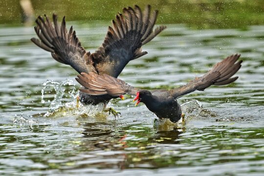 great crested grebe