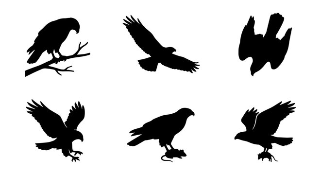 Silhouette Raptor Collection: Majestic Birds of Prey Vector Icons, Hunting Eagles & Hawks, Wild Nature Graphics