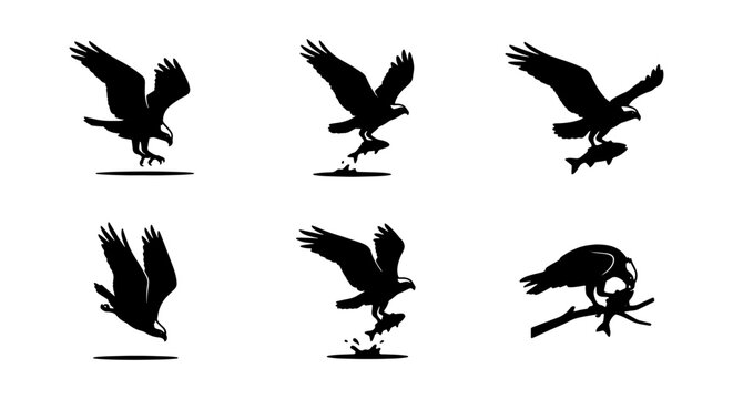 Eagle Hunting Sequence Vector Icons, Bird of Prey Catching Fish, Wildlife Action Silhouette Set
