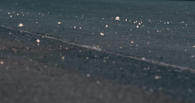 White poplar fluff is spread across a wide asphalt road marked by a seam line, lit by warm fading evening light.