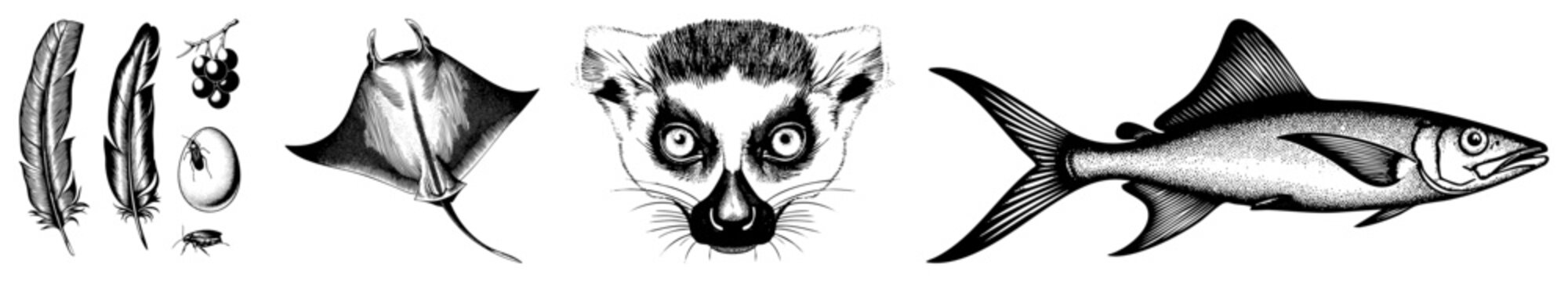 Detailed ink sketches featuring a ring tailed lemur, a stingray, a fish, and feathers. This collection of nature studies includes a sea devil, ocean dweller, and various avian bits.