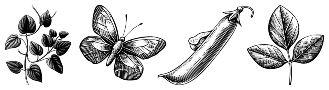 Detailed woodcut style collection featuring a delicate flutterby, a single pea pod, and various foliage sprigs. These botanical sketches showcase fine work and organic shapes.