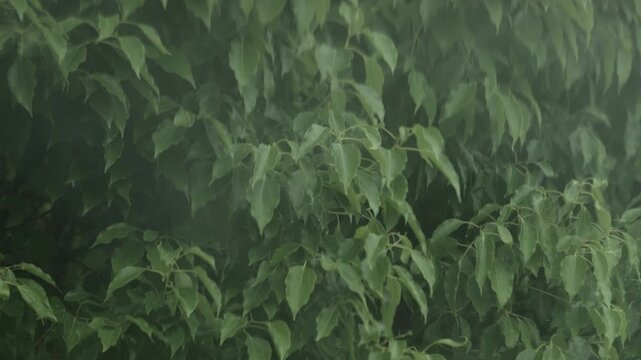 Rainy green leaves swaying in strong wind during rainy season
