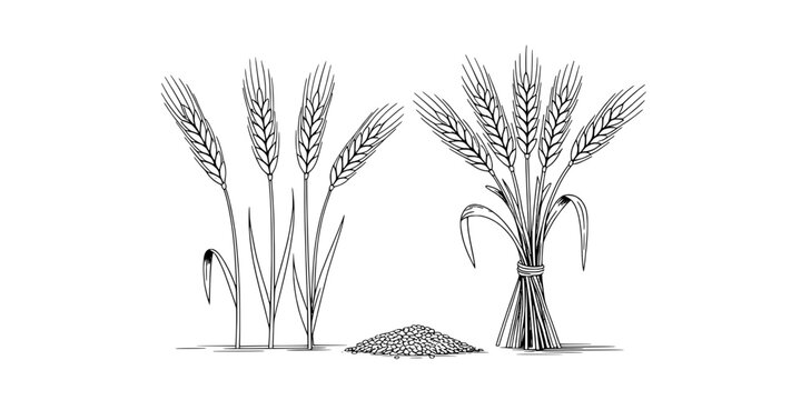 Wheat stalks and sheaf with grains in a field illustration featuring agriculture, farming, harvest with crop and plant elements for nature, rural