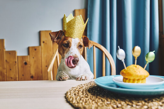 Jack Russell terrier wearing a crown looking at a birthday muffin