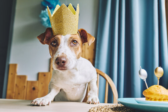 Cute Jack Russell terrier wearing a crown at a birthday party