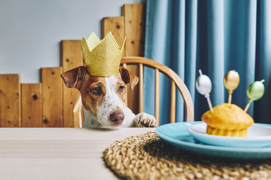 Jack Russell terrier wearing a crown looking at a birthday muffin