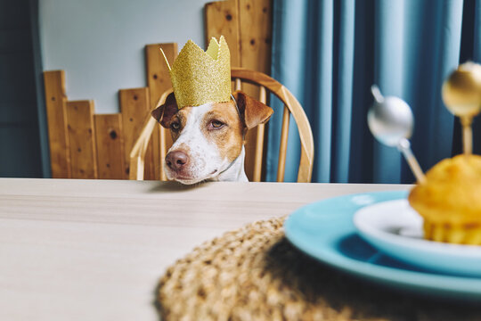 Jack Russell terrier wearing gold crown at birthday table
