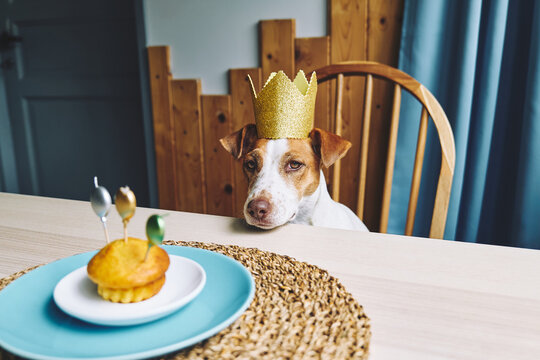 Jack Russell terrier wearing a crown looks at a birthday muffin