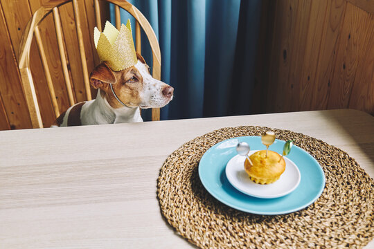 Jack Russell terrier wearing a crown looks at a birthday muffin