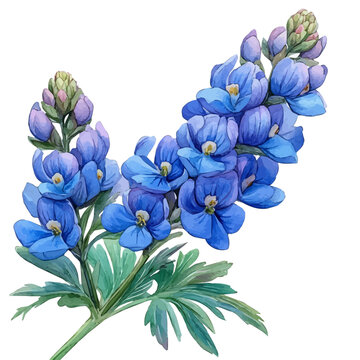 watercolor of Aconite Branch vector, isolated on a white background.