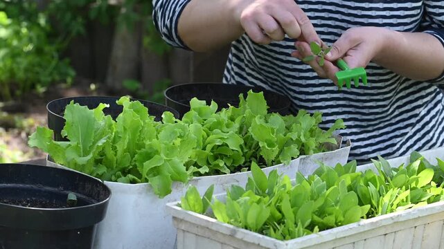 Eco-friendly urban gardening, mindful living, slow lifestyle trend, growing fresh organic greens at home, sustainable food production, self-sufficiency, reconnecting with nature, balance in fast-paced